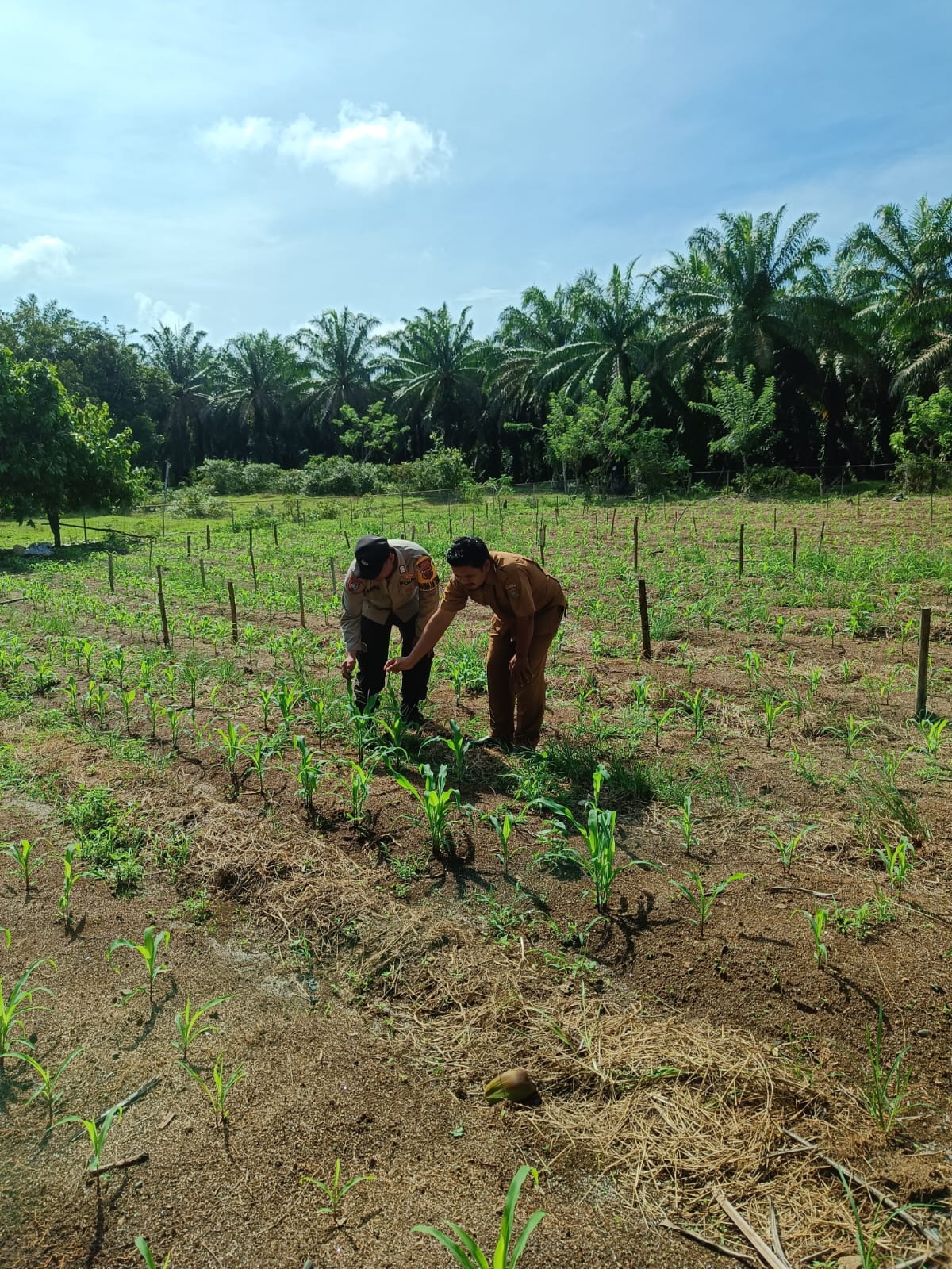Polsek Bandar Pulau Laksanakan Monitoring Tanaman Jagung Dukung Program Ketahanan Pangan